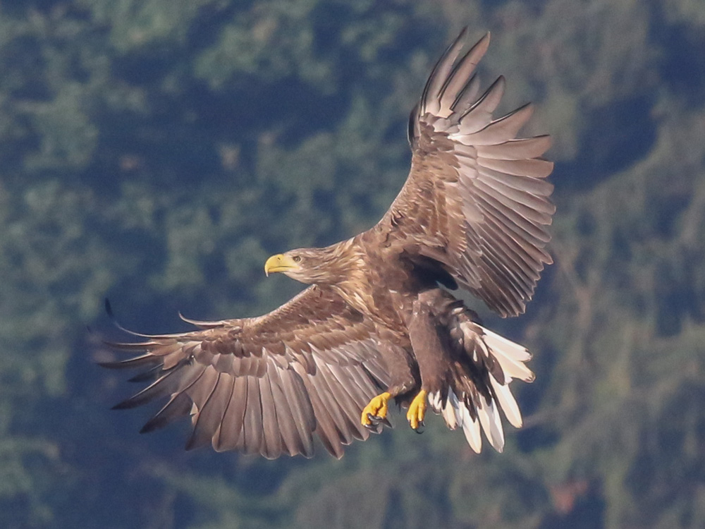 Seeadler am Drachensee